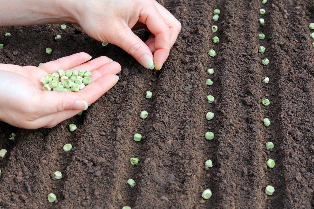 Seed and Planting techniques